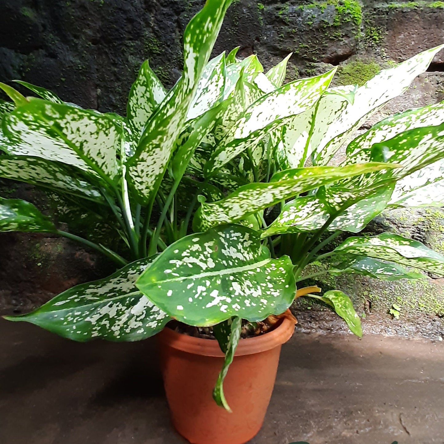 Aglaonema ‘Snow White’ – A Stunning Foliage Marvel ❄️🌿