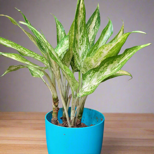 Aglaonema ‘White Rajah’ – Regal Beauty in White & Green 👑🌿