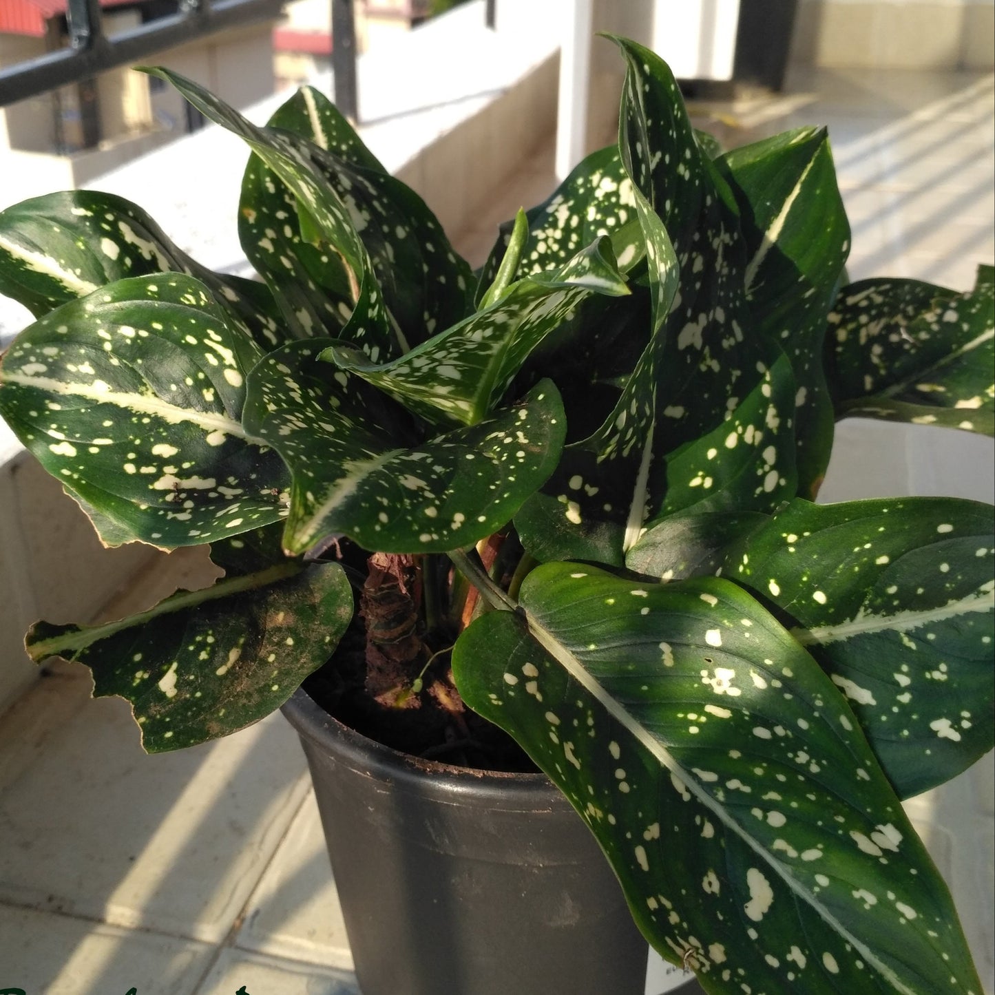Aglaonema costatum ‘Foxii’ – The Dotted Wonder 🌿✨