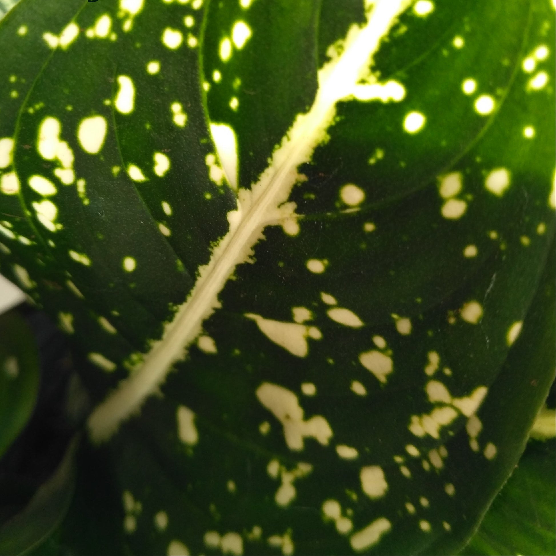 aglaonema costatum foxii Aglaonema costatum 'Foxii' – The Dotted Wonder 🌿✨ – Breathing Art