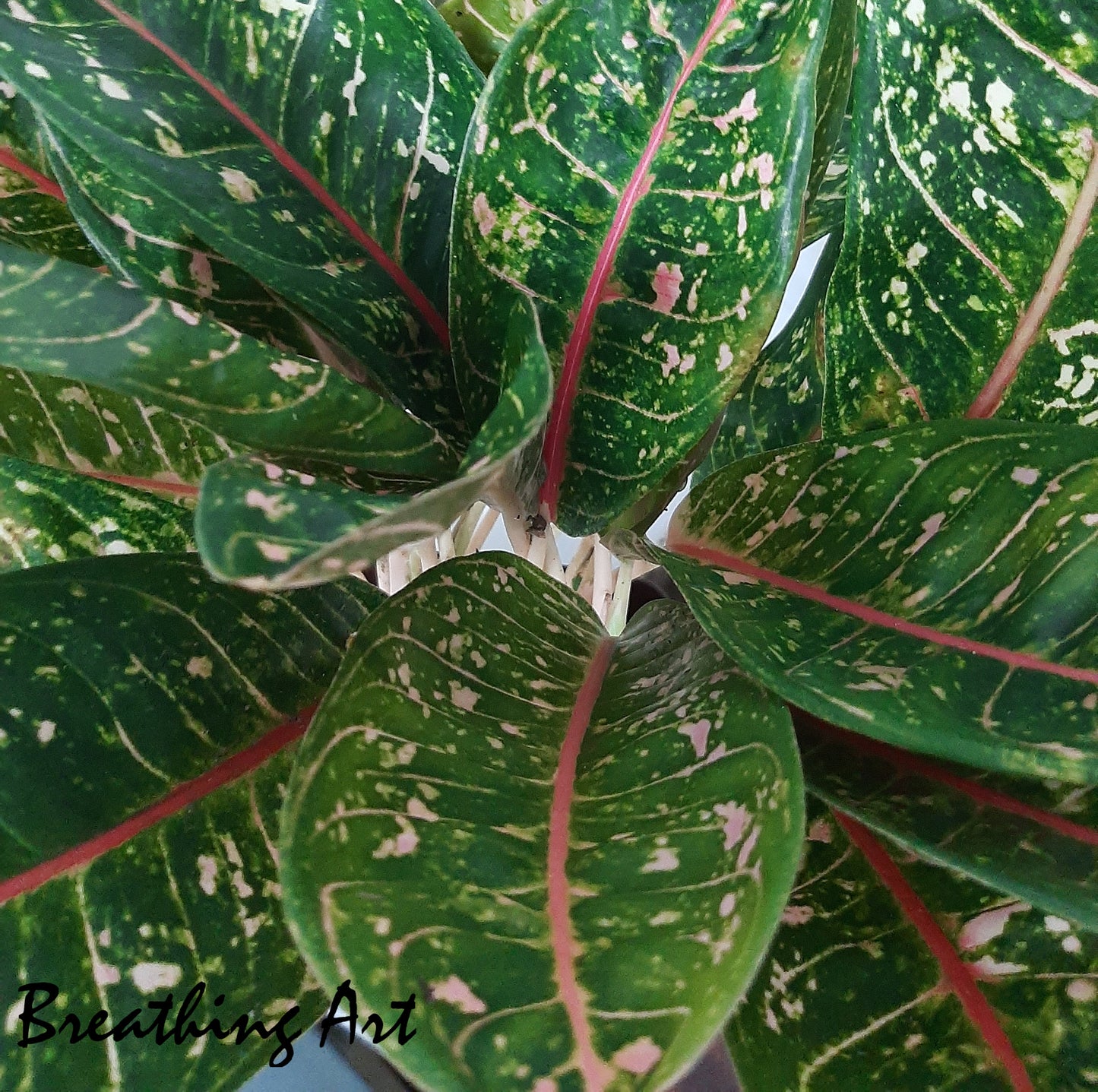 Aglaonema ‘Pink Moon’ – A Pop of Colour, A Touch of Calm 🌸🌿