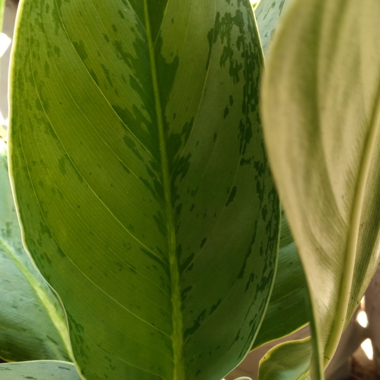 Aglaonema ‘Silver Frost’ – Subtle Luxury in Leaf Form ❄️🌱