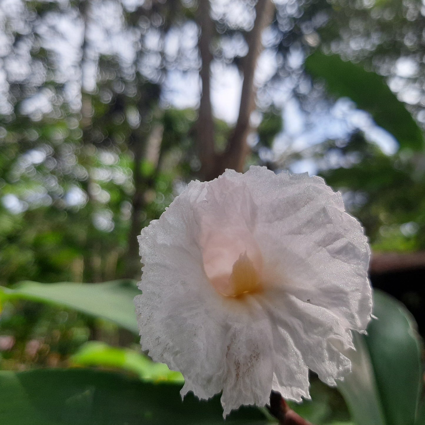 Crepe Ginger (Costus speciosus) – Tropical Elegance in Bloom 🌿✨