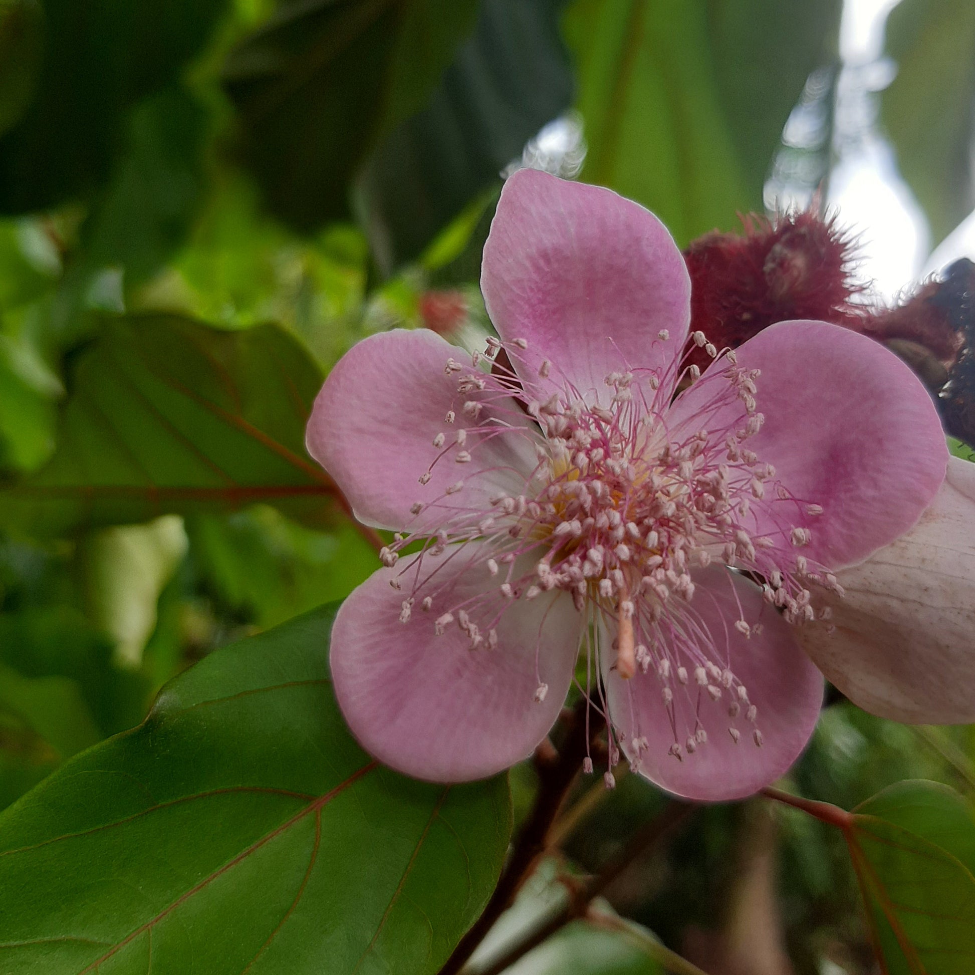 sindoor plant seeds Annatto Tree (Bixa orellana) β The Sindoor Tree of India πΏβ¨ β Breathing Art