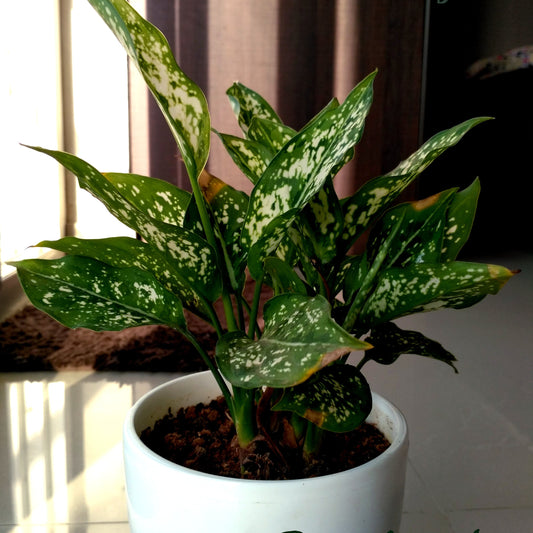 Aglaonema ‘Snow White’ – A Stunning Foliage Marvel ❄️🌿