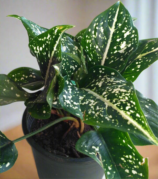 Aglaonema costatum ‘Foxii’ – The Dotted Wonder 🌿✨