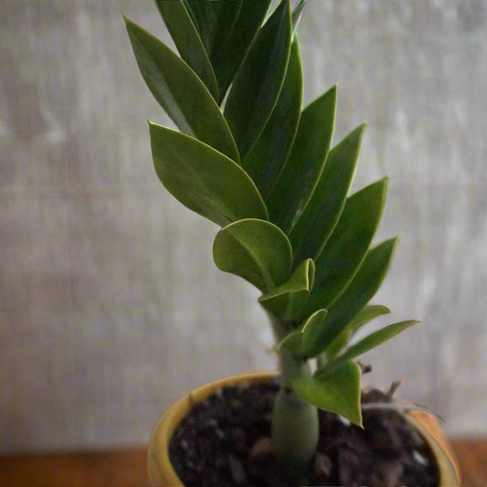 Classic Green ZZ Plant (Zamioculcas zamiifolia) – Timeless Elegance, Zero Fuss 🌿