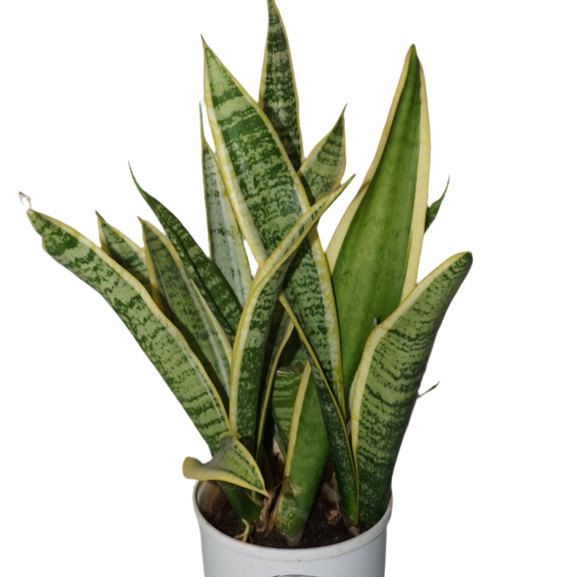 dracaena trifasciata air purifier Dracaena (Sansevieria) 'Laurentii' – The Classic Air-Purifying Snake p – Breathing Art