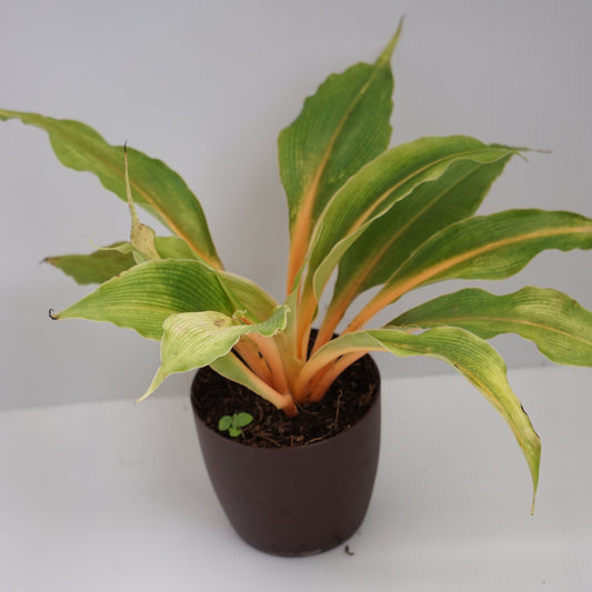 Orange Spider Plant (Chlorophytum orchidastrum ‘Fire Flash’) – A Bold Pop of Colour 🔥🧡🌿