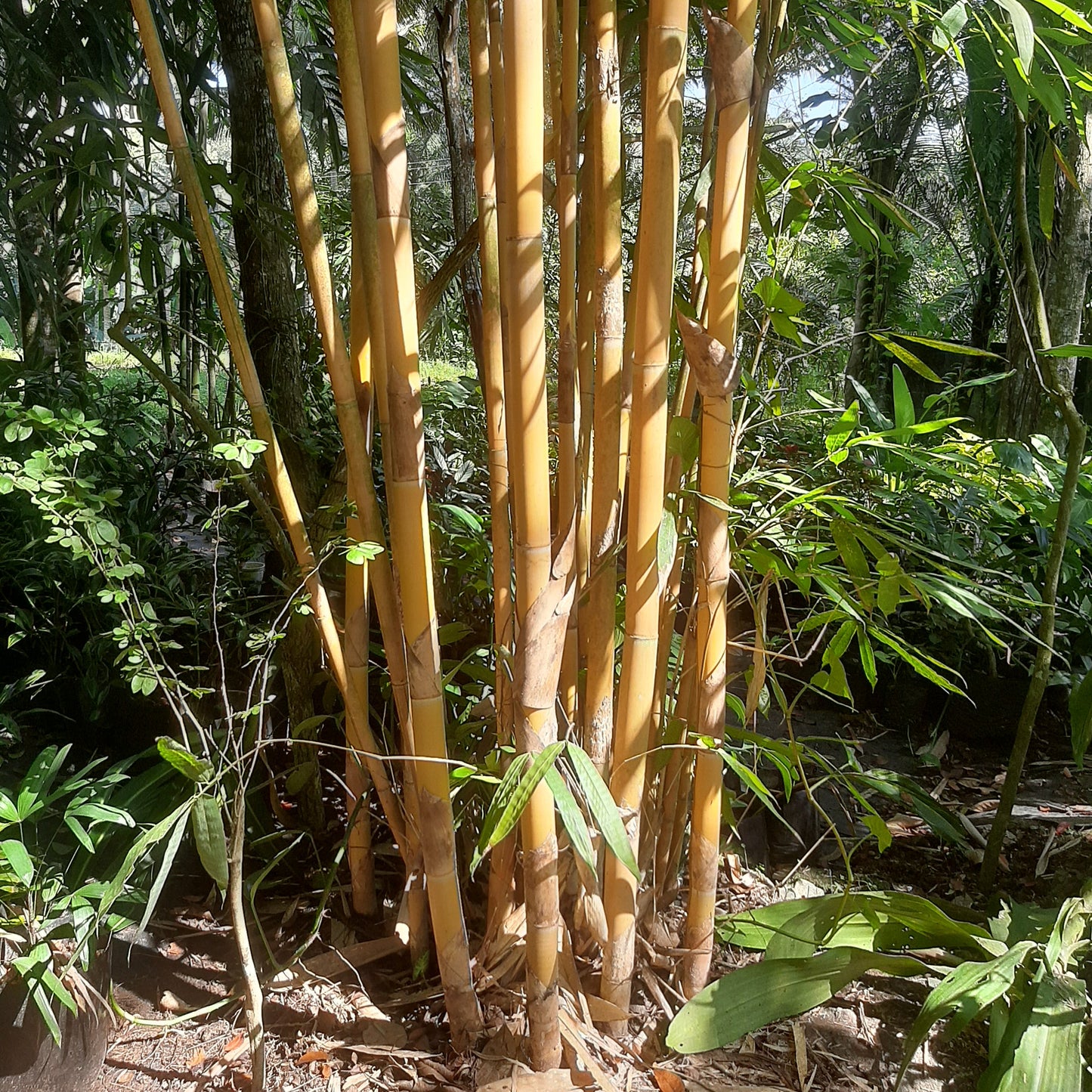 Golden Bamboo (Phyllostachys aurea) – A Graceful & Fast-Growing Bamboo 🎋✨