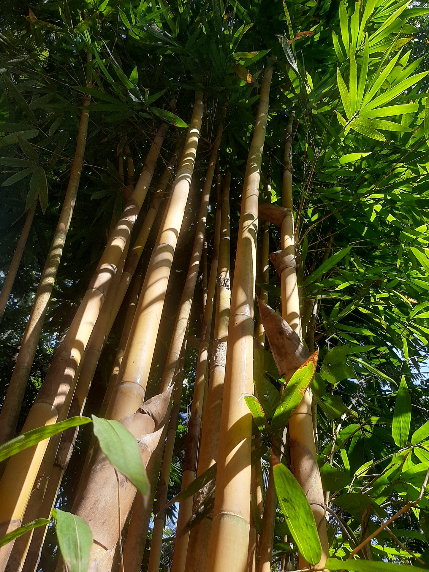 Golden Bamboo (Phyllostachys aurea) – A Graceful & Fast-Growing Bamboo 🎋✨