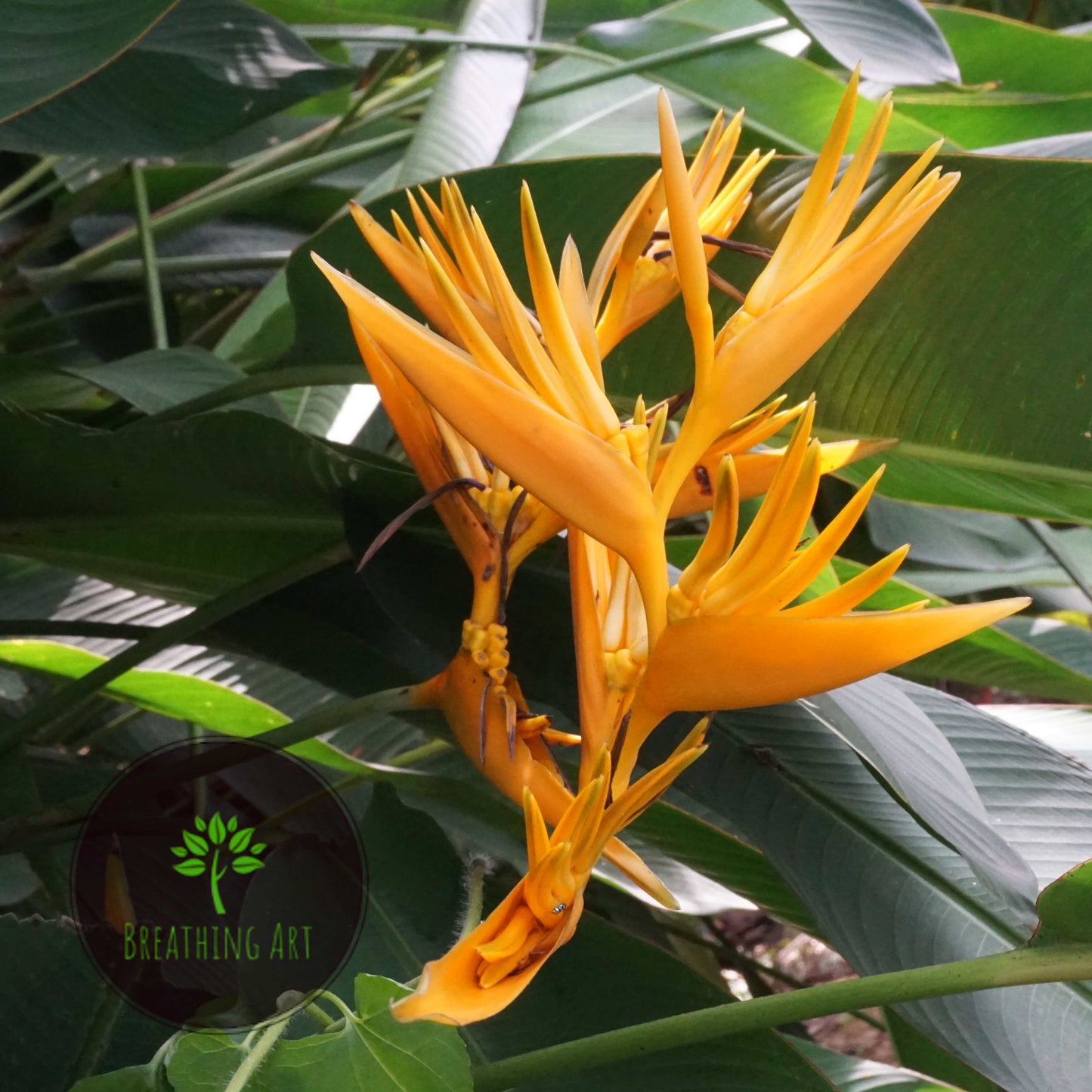 Golden Torch Yellow  – A Grand & Striking Tropical Statement 🌿✨