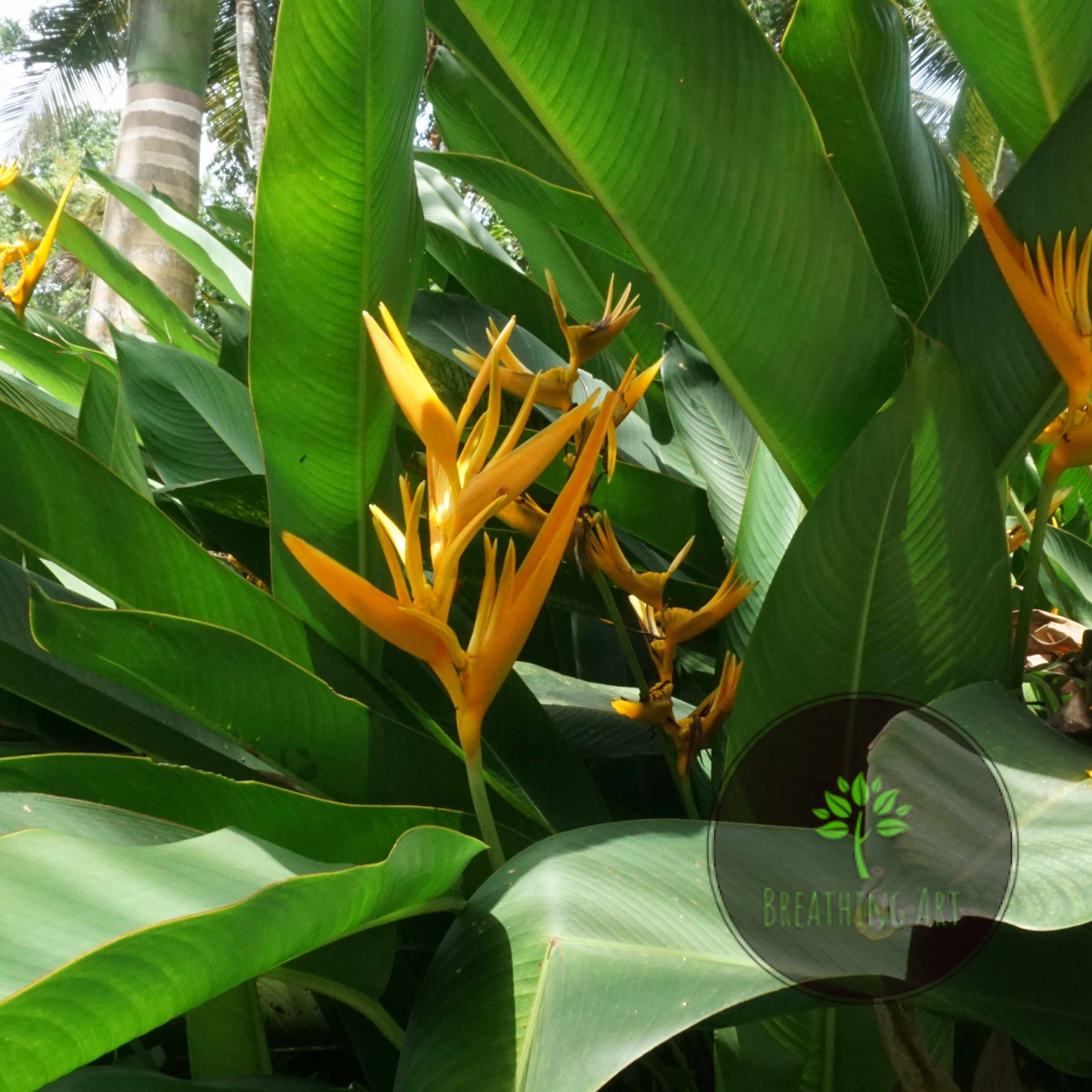 Golden Torch Yellow  – A Grand & Striking Tropical Statement 🌿✨