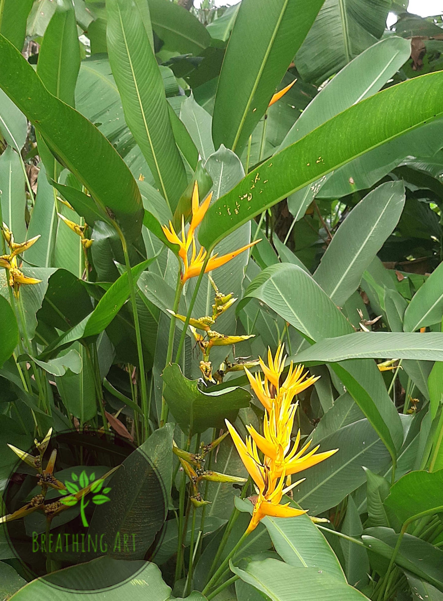 Golden Torch Yellow  – A Grand & Striking Tropical Statement 🌿✨