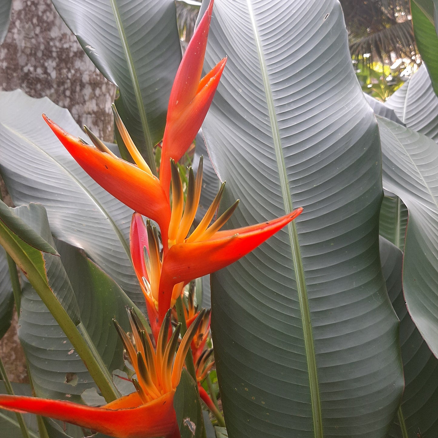 Guyana Heliconia  – A Bold Tropical Beauty 🌿🔥