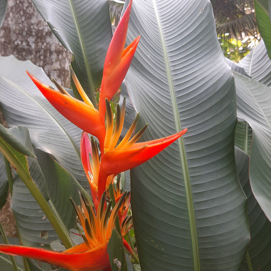 Guyana Heliconia  – A Bold Tropical Beauty 🌿🔥