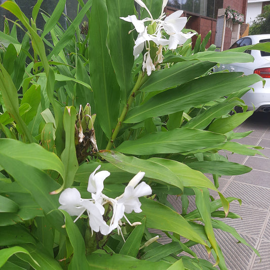 The Fragrant White Butterfly Ginger 🌿✨(Hedychium coronarium)