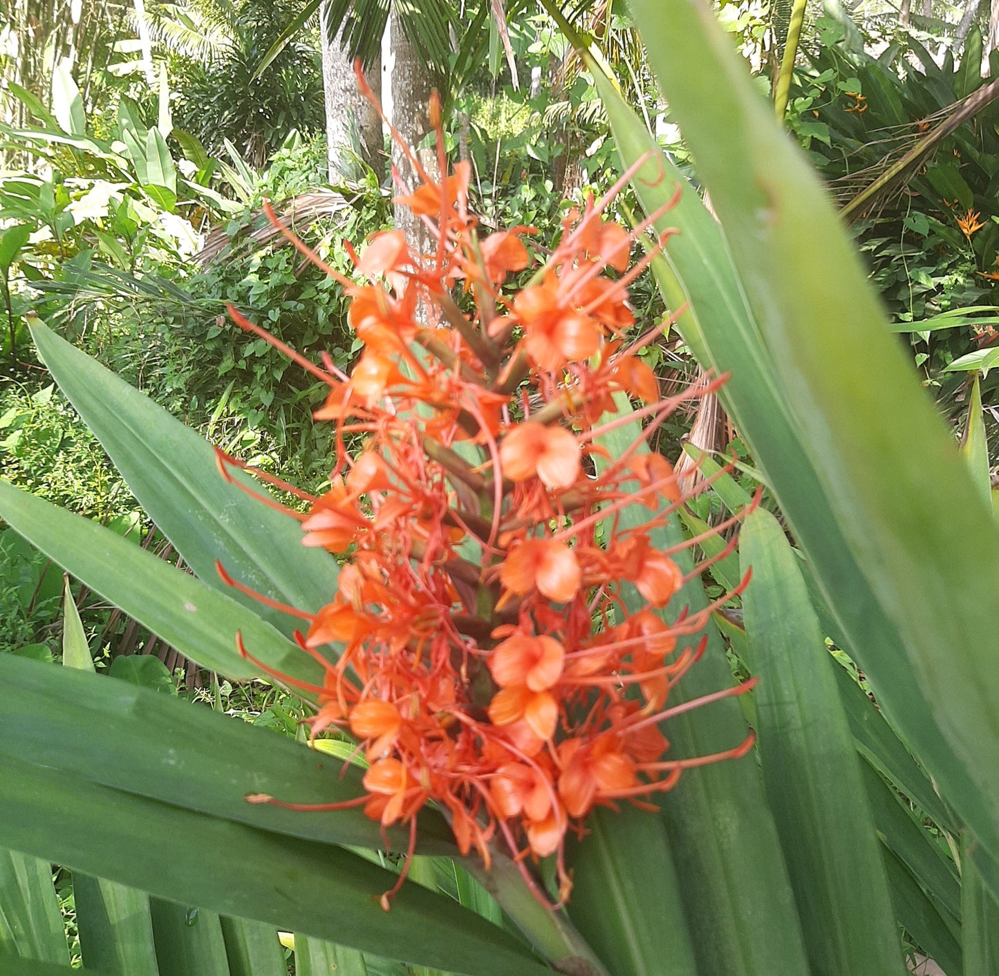 Red Ginger Lily ‘Tara’ (Hedychium coccineum ‘Tara’) – A Fiery Tropical Bloom 🌿🔥