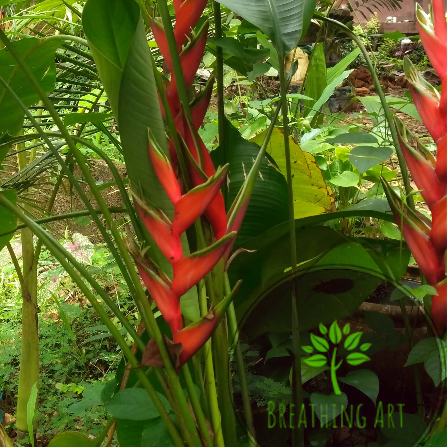 Heliconia bihai ‘Lobster Claw Two’ – A Bold Tropical Beauty with Green Edges 🌿🔥