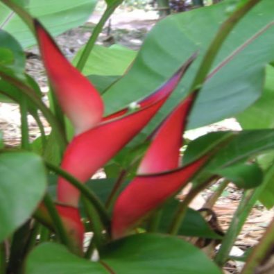 Jamaican Dwarf Heliconia (Heliconia stricta 'Jamaican Dwarf') – A Compact Tropical Jewel 🌿🔥