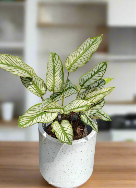 Goeppertia majestica ‘White Star’ – Elegance in Every Stripe 🌿🌟