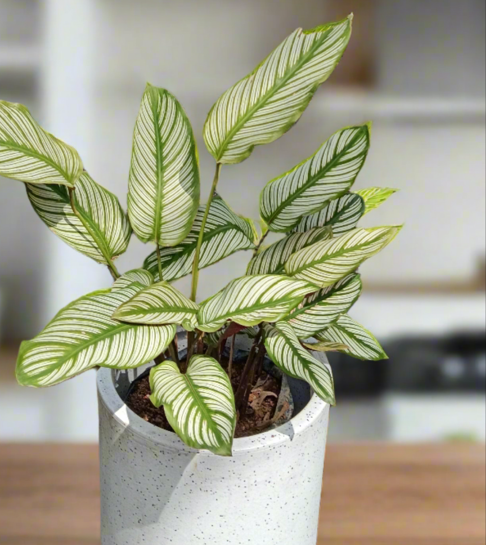 Goeppertia majestica ‘White Star’ – Elegance in Every Stripe 🌿🌟