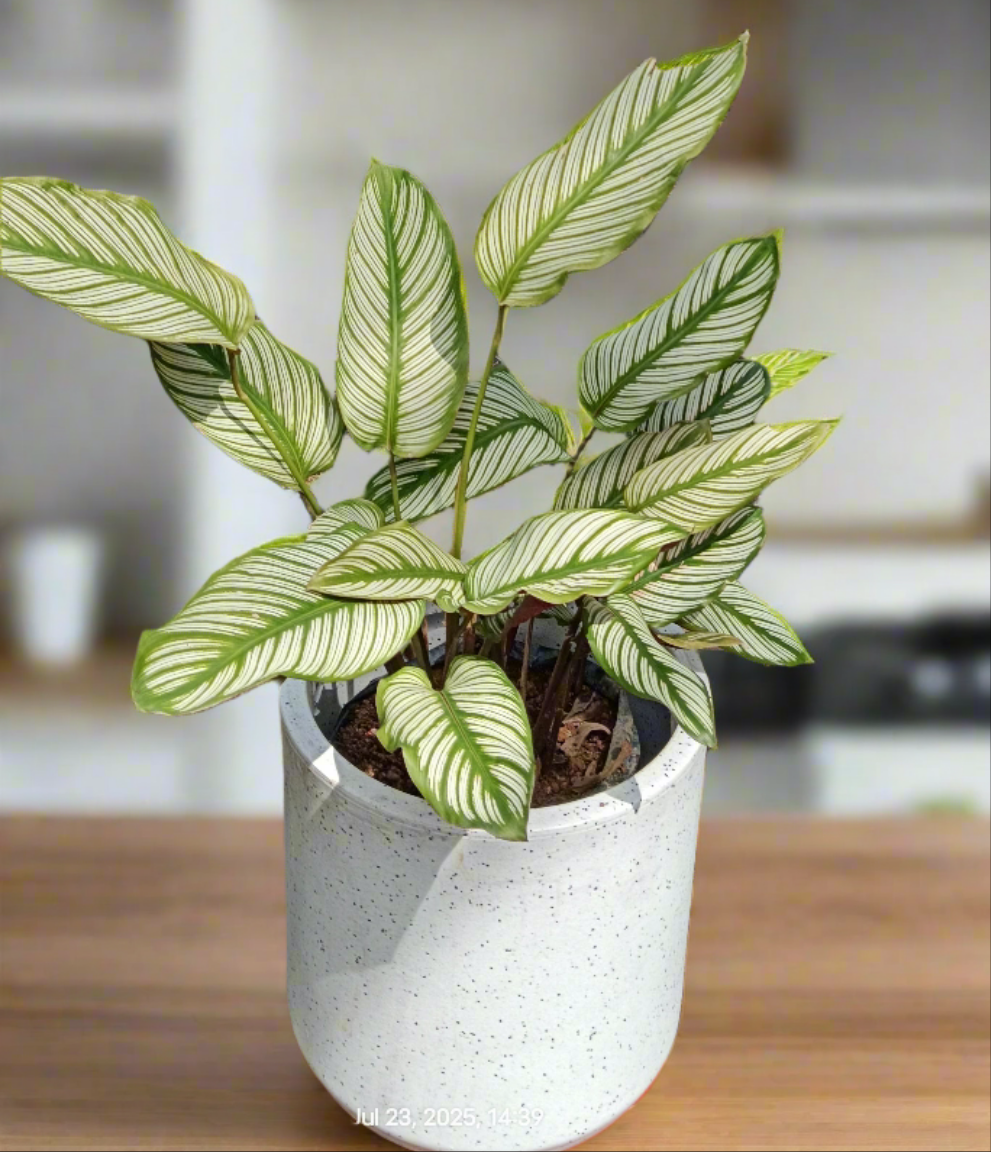 Goeppertia majestica ‘White Star’ – Elegance in Every Stripe 🌿🌟