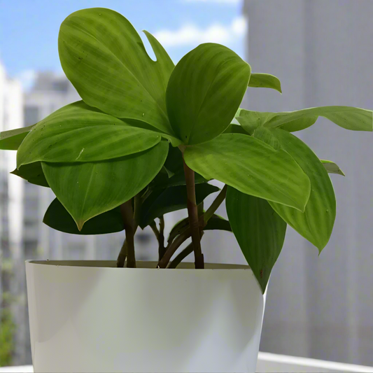 Potted plant with green leaves in a white pot on a light background