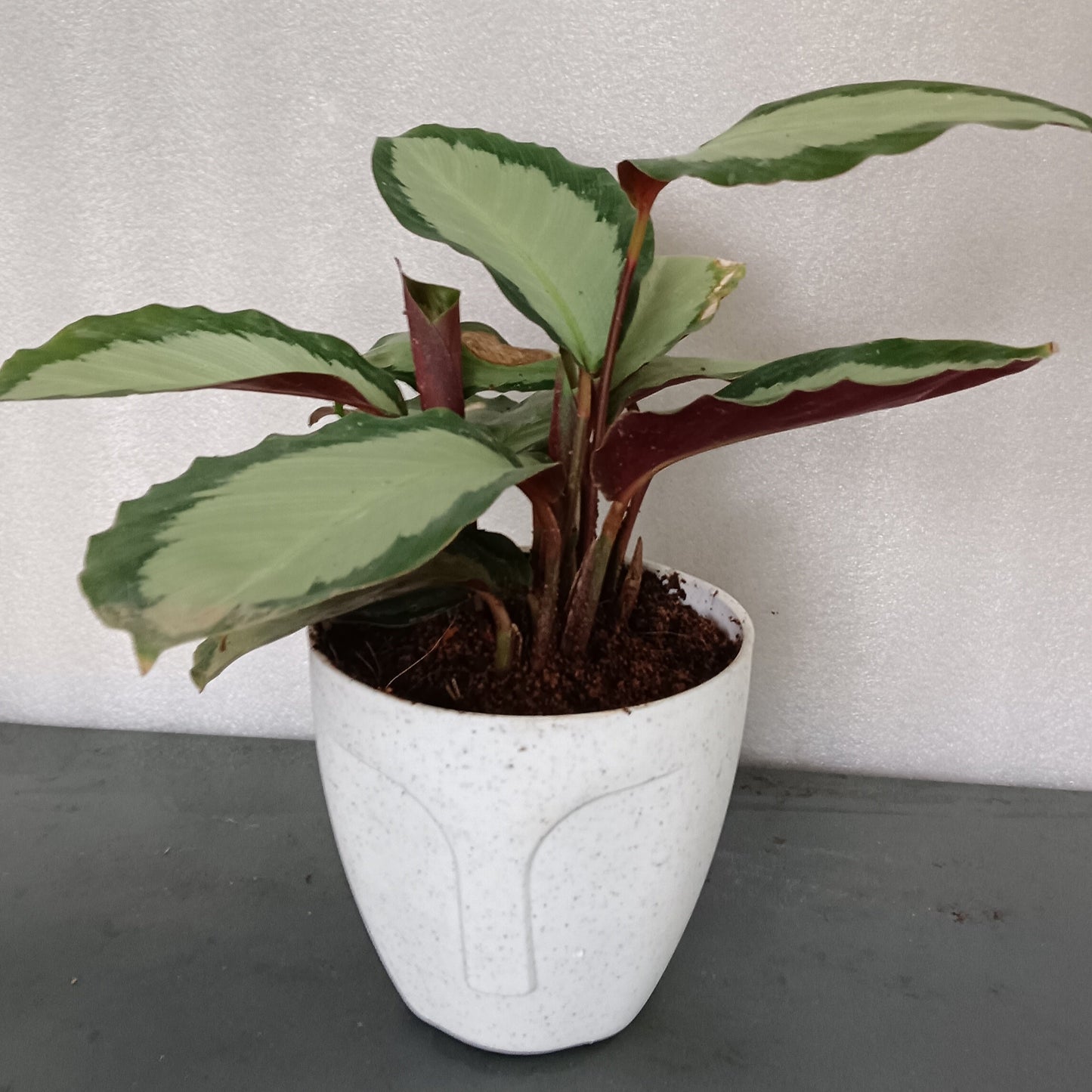 Goeppertia ‘Corona’ (formerly Calathea) – The Regal Statement Plant