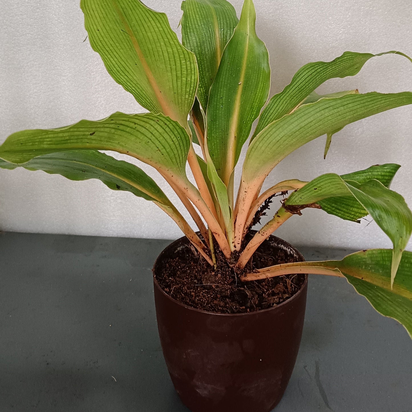 Orange Spider Plant (Chlorophytum orchidastrum ‘Fire Flash’) – A Bold Pop of Colour 🔥🧡🌿