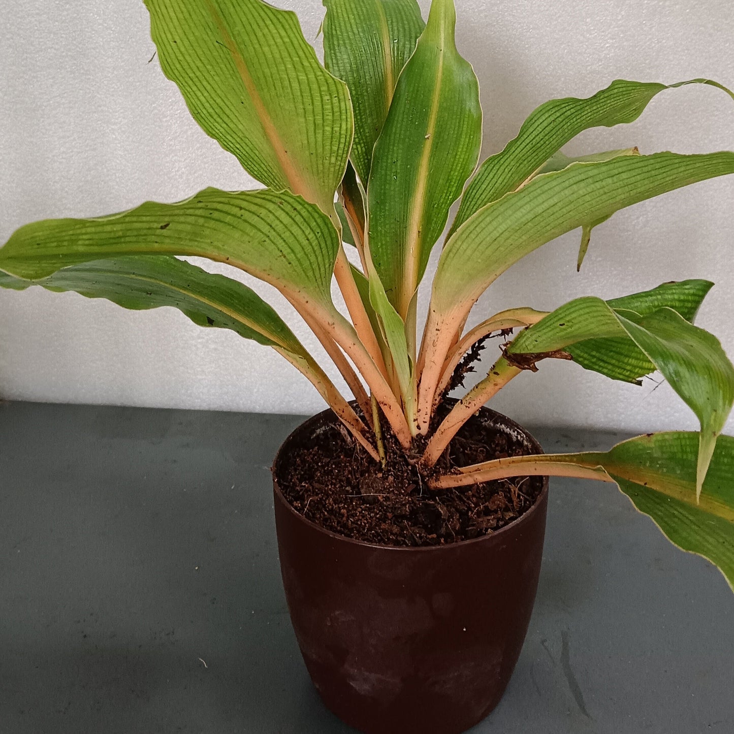 Orange Spider Plant (Chlorophytum orchidastrum ‘Fire Flash’) – A Bold Pop of Colour 🔥🧡🌿