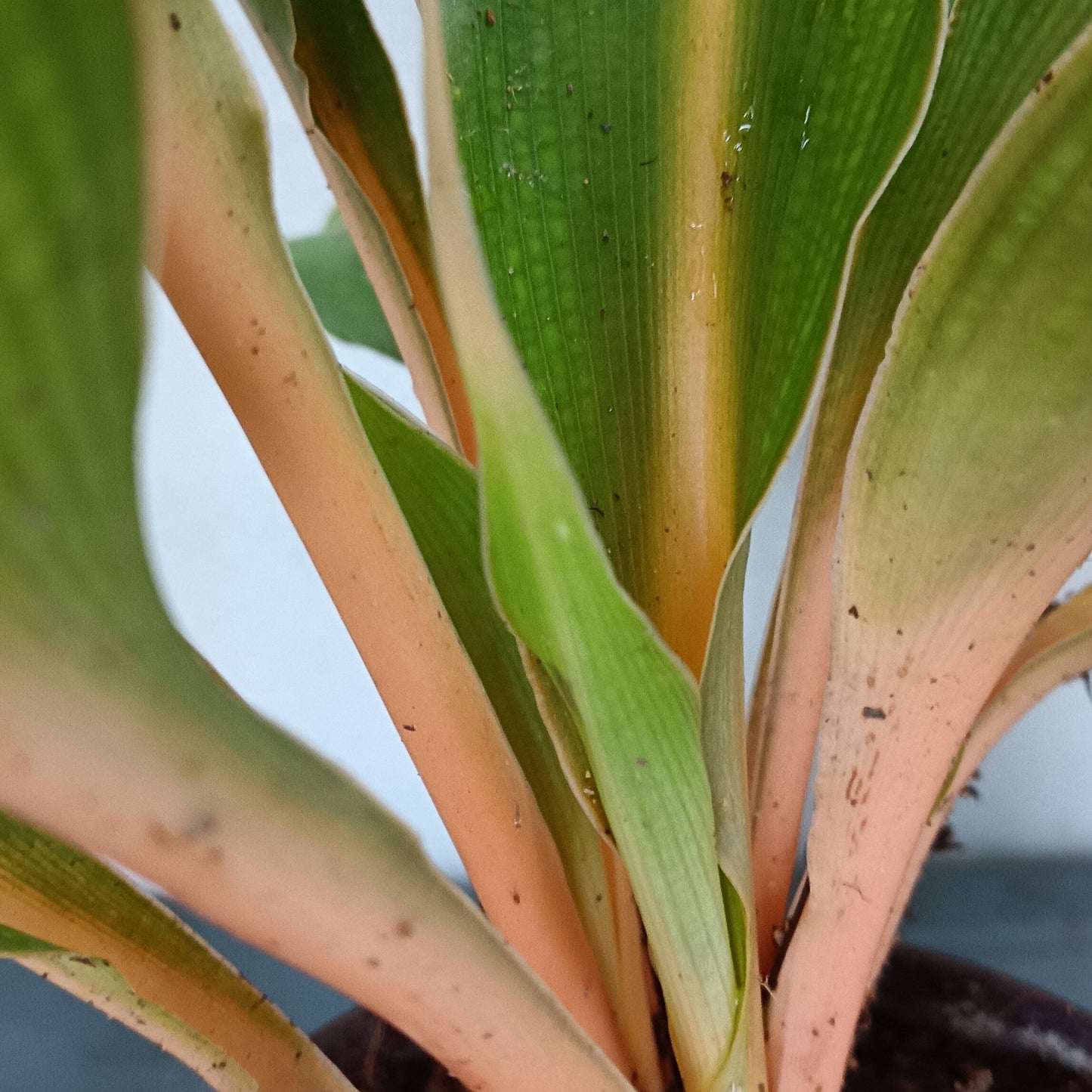 Orange Spider Plant (Chlorophytum orchidastrum ‘Fire Flash’) – A Bold Pop of Colour 🔥🧡🌿