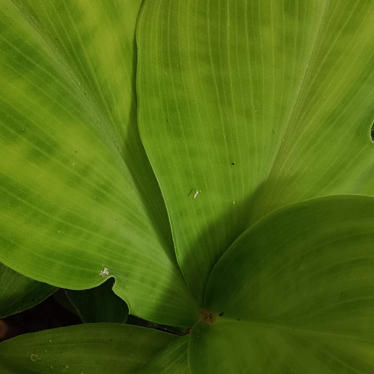 Costus malortieanus – Velvet Spiral Beauty