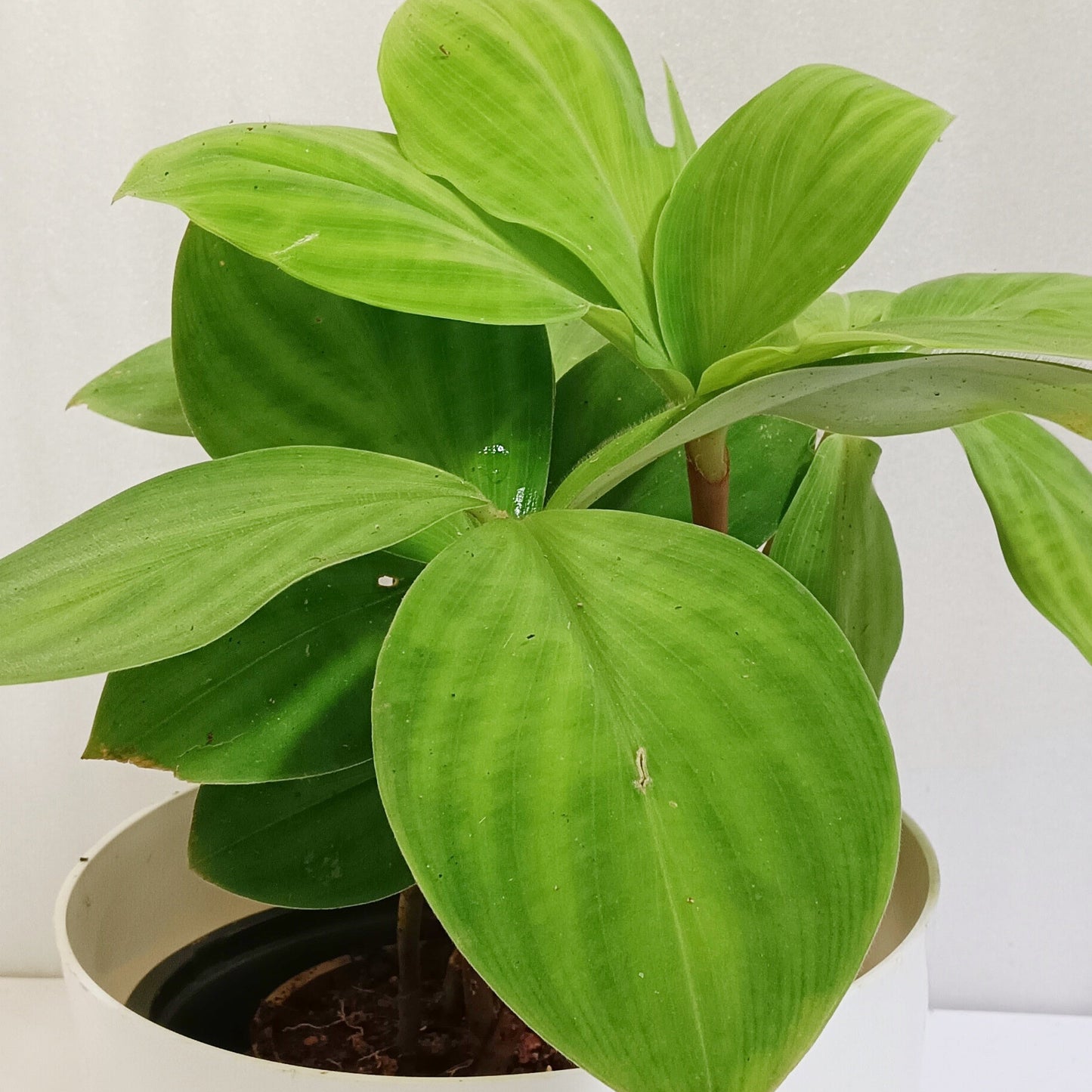 Potted plant with green leaves on a white background