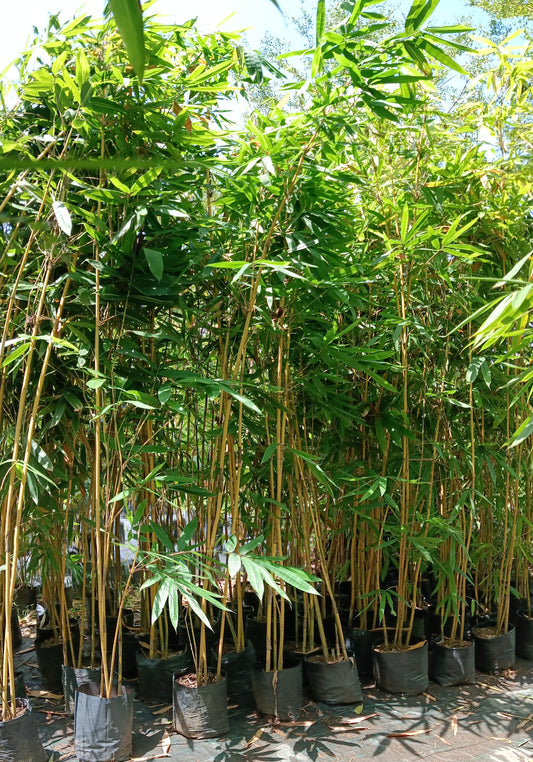 Golden Bamboo (Phyllostachys aurea) – A Graceful & Fast-Growing Bamboo 🎋✨