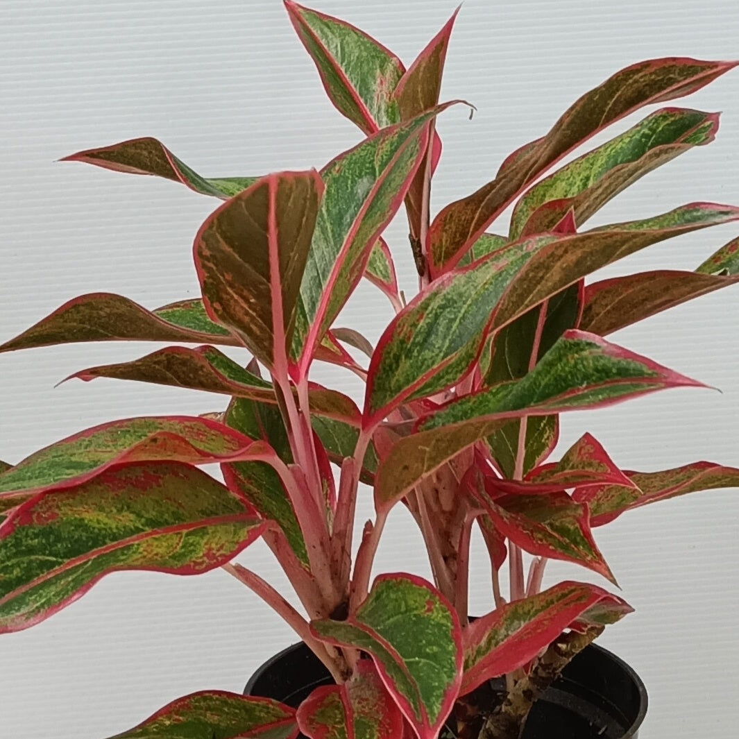 💄 Aglaonema ‘Red Lipstick’ – Bold Beauty for Indoors & Gifting 🌿❤️