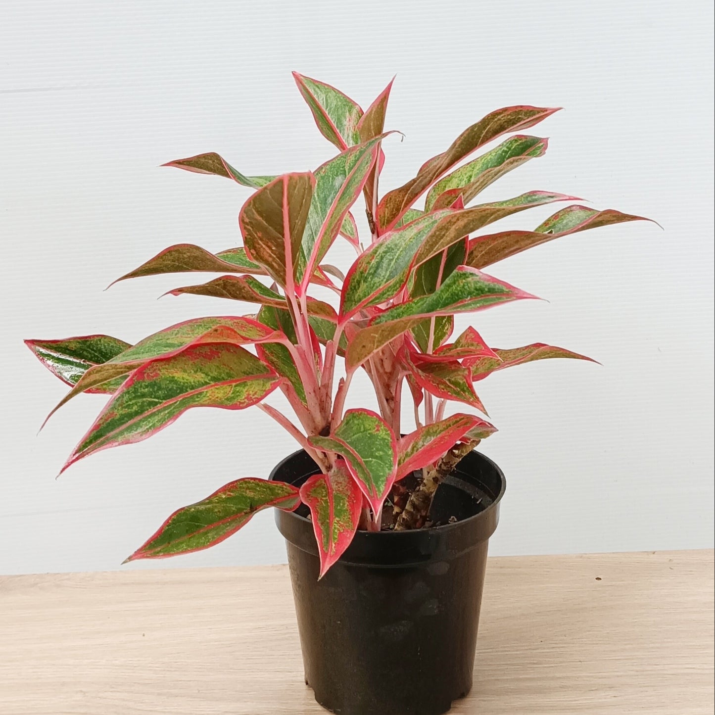 💄 Aglaonema ‘Red Lipstick’ – Bold Beauty for Indoors & Gifting 🌿❤️