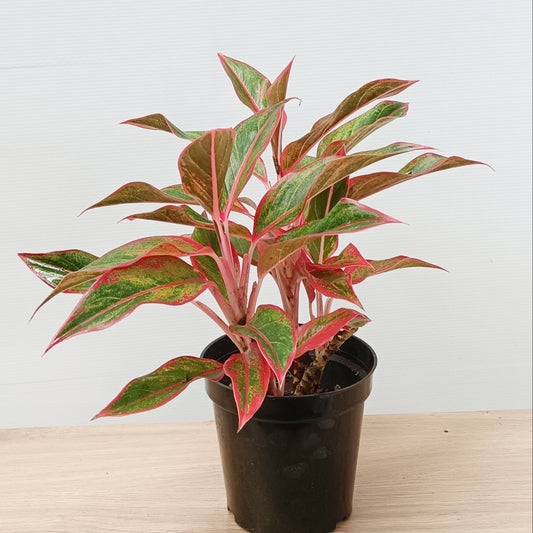 💄 Aglaonema ‘Red Lipstick’ – Bold Beauty for Indoors & Gifting 🌿❤️