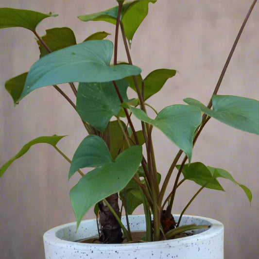 🌿 Homalomena rubescens ‘Maggy’ – The Understated Indoor Beauty 💚✨
