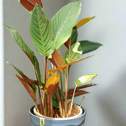 Marantochloa mannii – The Sun-Loving Tropical Stunner 🌿🔥