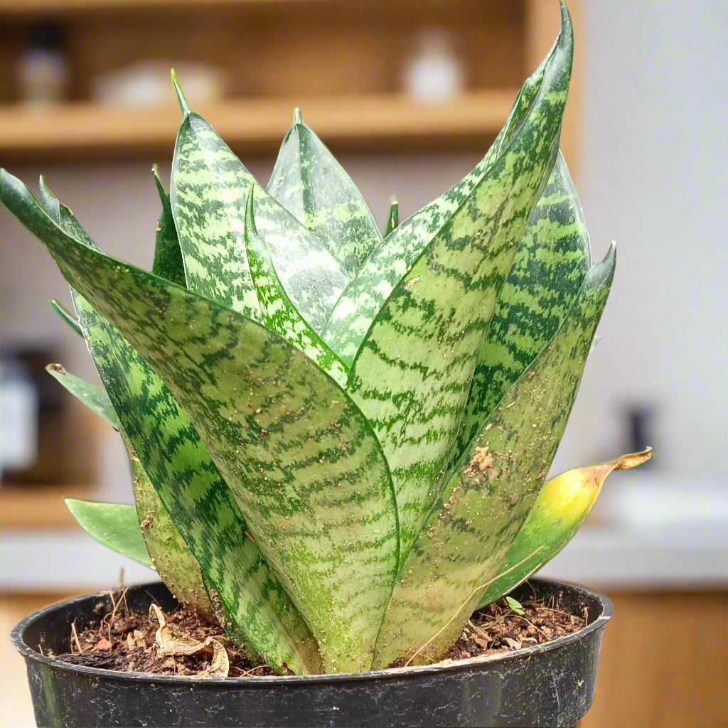 🌿 Dracaena 'Hahnii' – The Compact Bird’s Nest Snake Plant 🪴✨