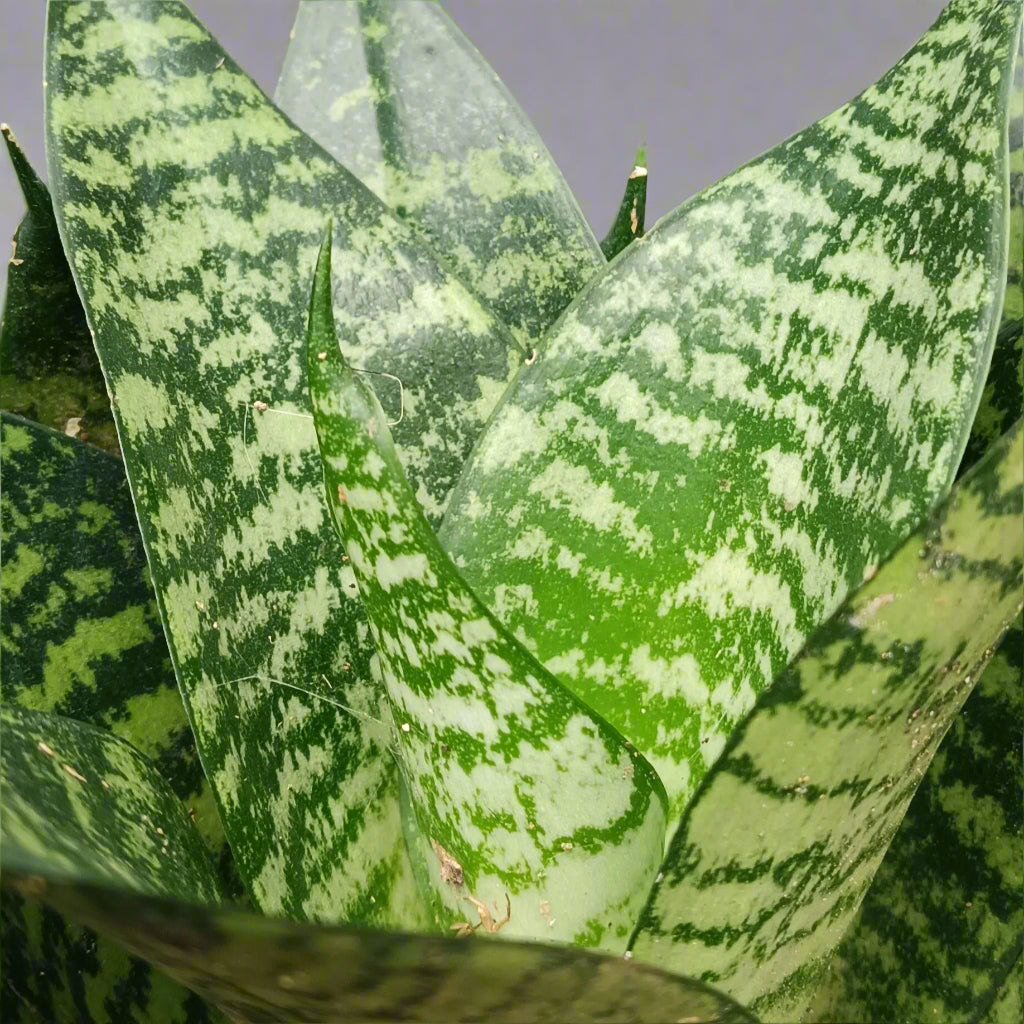 🌿 Dracaena 'Hahnii' – The Compact Bird’s Nest Snake Plant 🪴✨