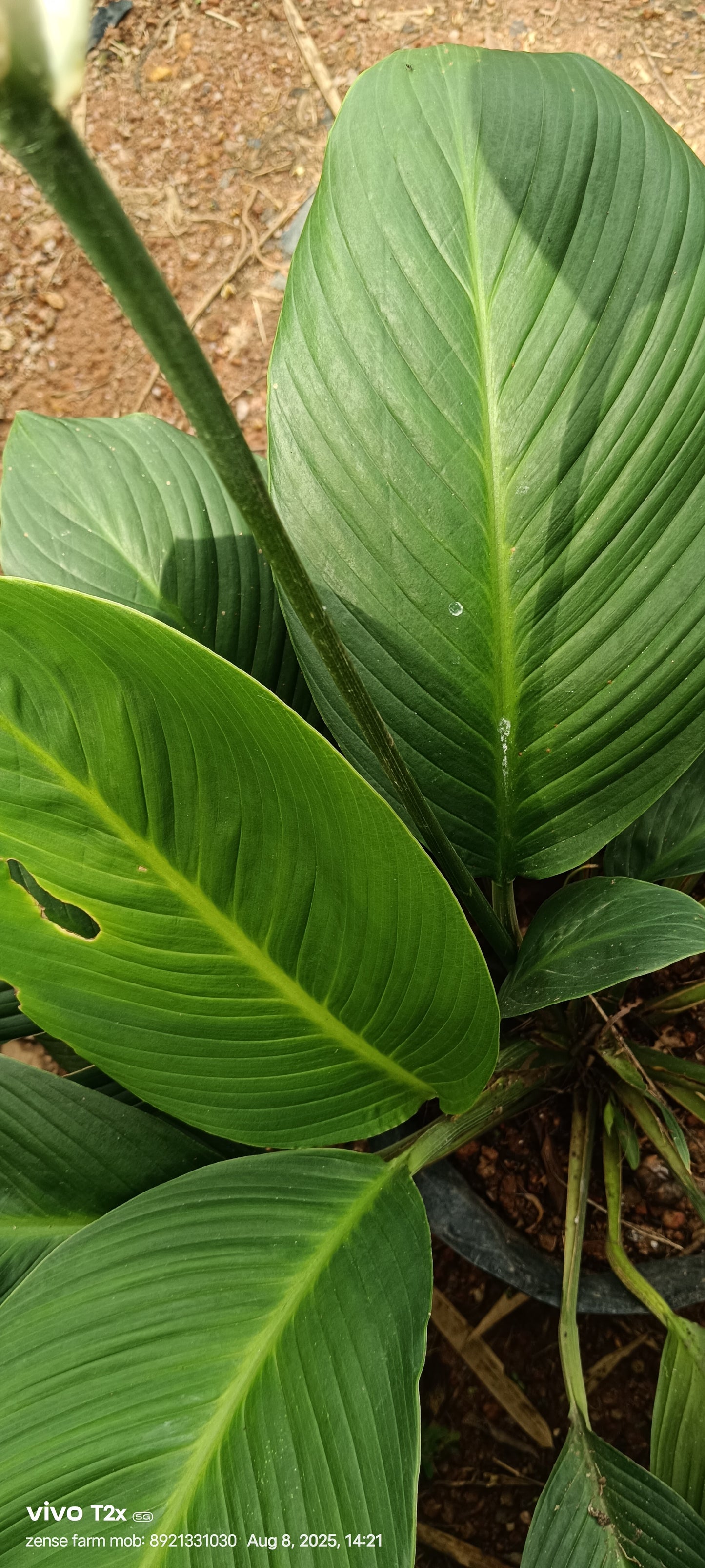🌿 Spathiphyllum cannifolium – The Bold Peace Lily with a Tropical Edge 🤍