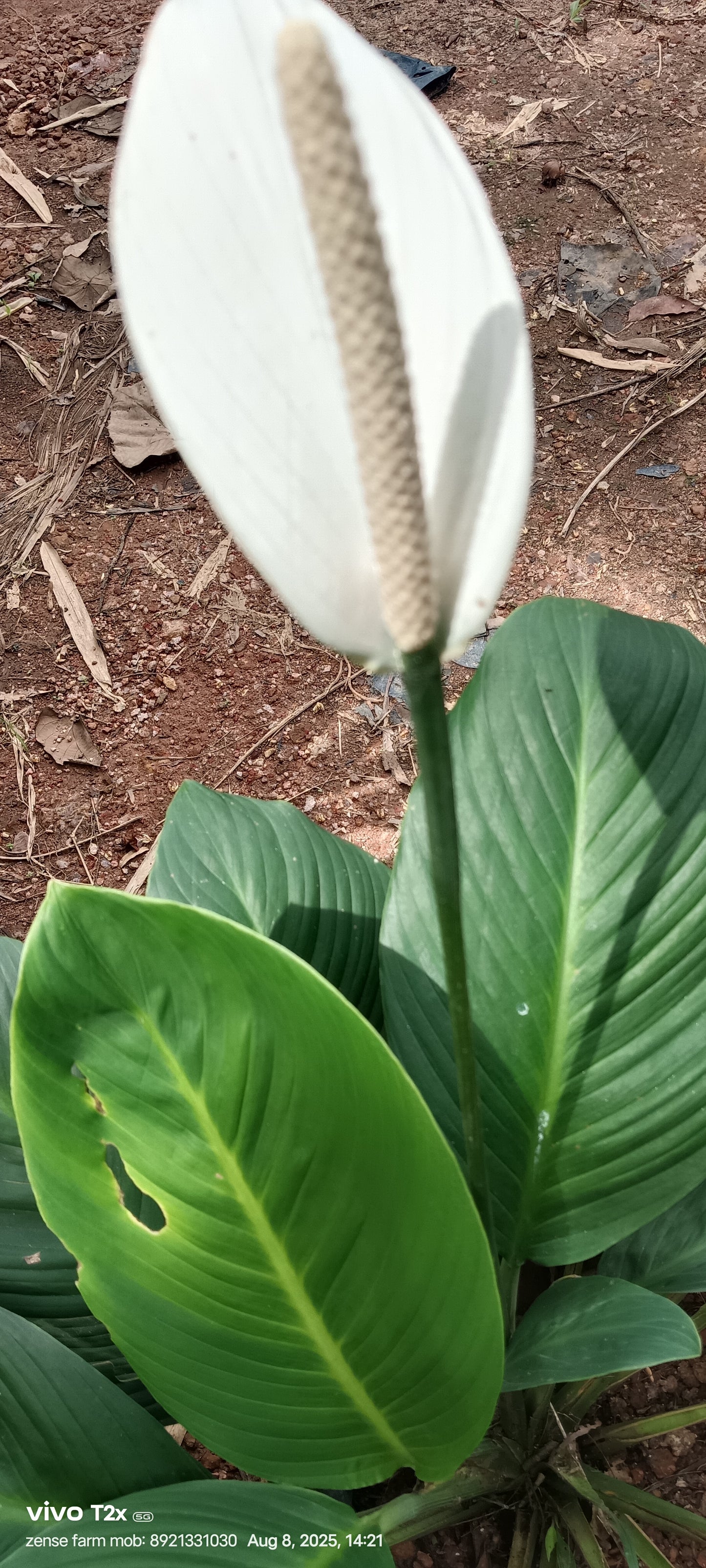 🌿 Spathiphyllum cannifolium – The Bold Peace Lily with a Tropical Edge 🤍