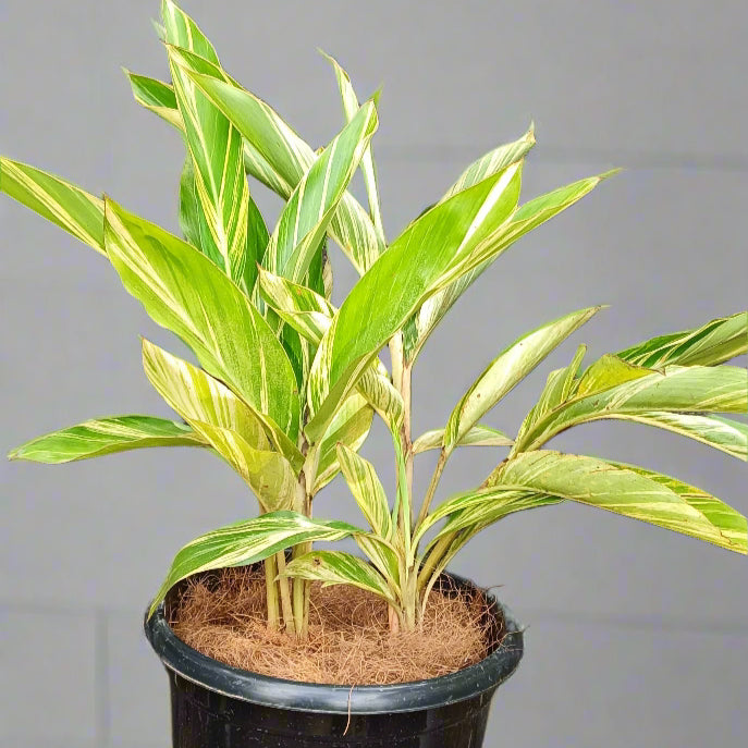 Variegated Shell Ginger (Alpinia zerumbet 'Variegata') – A Bold & Tropical Foliage Delight 🌿✨
