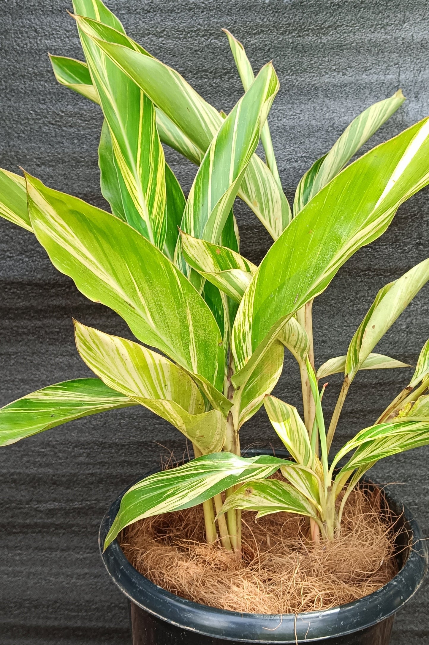 Variegated Shell Ginger (Alpinia zerumbet 'Variegata') – A Bold & Tropical Foliage Delight 🌿✨