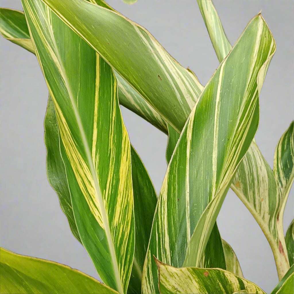 Variegated Shell Ginger (Alpinia zerumbet 'Variegata') – A Bold & Tropical Foliage Delight 🌿✨