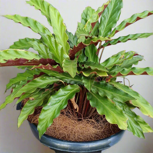 Goeppertia rufibarba – The Velvet Touch of the Tropics 🌿✨