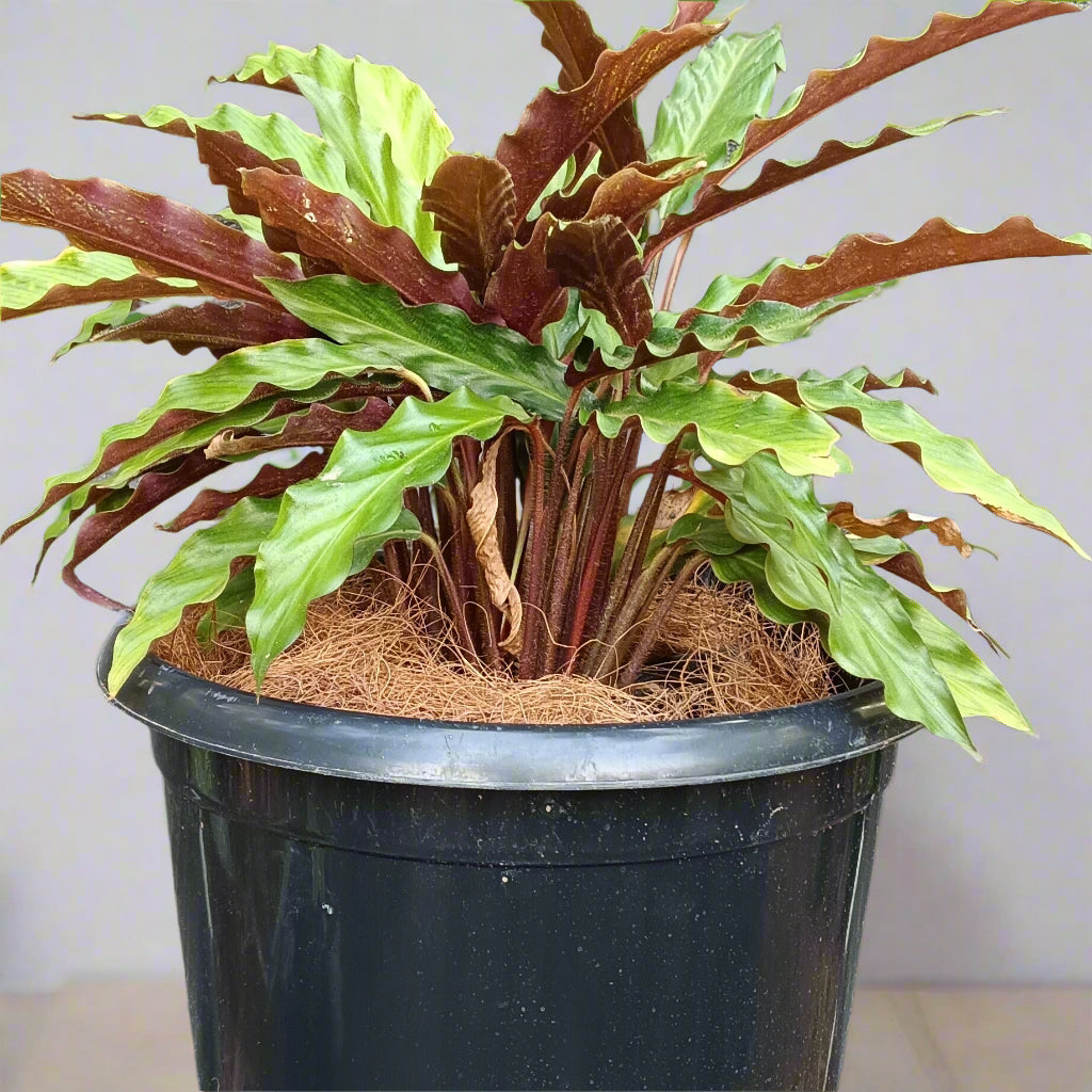 Goeppertia rufibarba – The Velvet Touch of the Tropics 🌿✨