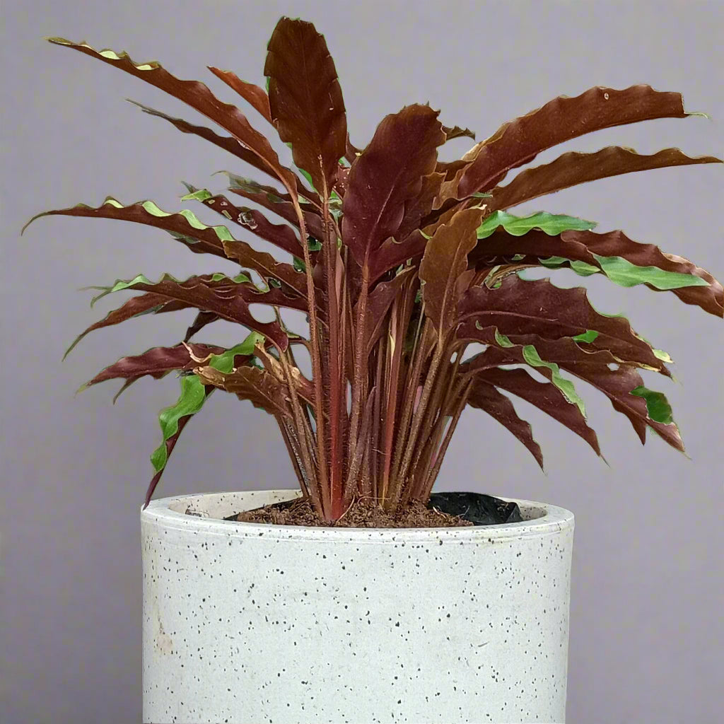 Goeppertia rufibarba – The Velvet Touch of the Tropics 🌿✨